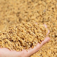 सुम्सागाउँका एक सय ३२ घरमा धारा छ, पानी आउँदैन