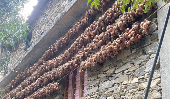 बजार नपाउँदा घरमै थन्कियो प्याज
