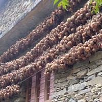 कफीको पहिचान जोगाउन गुल्मेलीलाई सकस