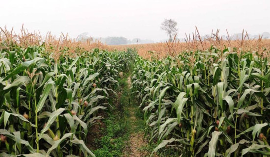 अर्जुनधाराका किसानलाई मकै रोप्ने मेसिन वितरण