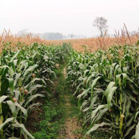 क्यालेन्डर कार्यान्वयनको दबाबमा त्रिवि