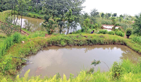 बाँदरको उपद्रोपछि माछापालन