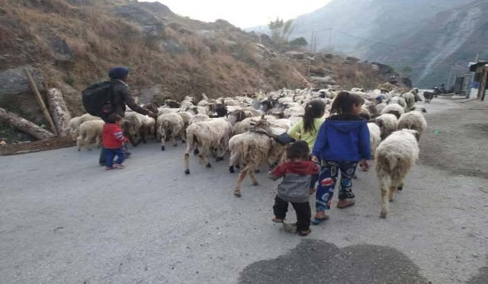 बेँसी झर्न थाले भेडीगोठ