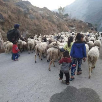 जिल्ला प्रशासन दाङद्वारा एक महिनामा १२ हजारभन्दा बढि सेवा प्रवाह