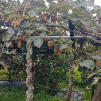 बारपाकमा ४० लाखको किबी बिक्री