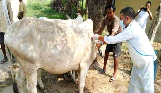 मधेश प्रदेशसभा बैठक आज बस्दै, सभामुखविरुद्धको अविश्वास प्रस्ताव अगाडि बढाउने तयारी