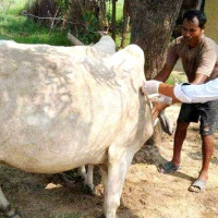 घाइतेलाई दुखाइ सहनै सकस