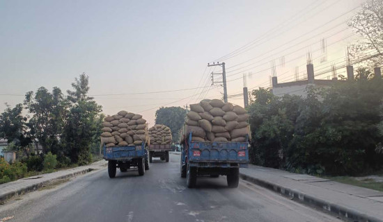 कैलालीमा कोटाभन्दा बढी धान खरिद