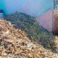 हिमालमा हिउँ, तराईमा शीतले दुःख