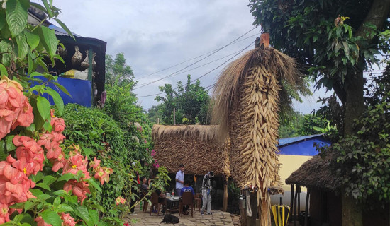 तनहुँमा मकै उत्पादन बढ्यो