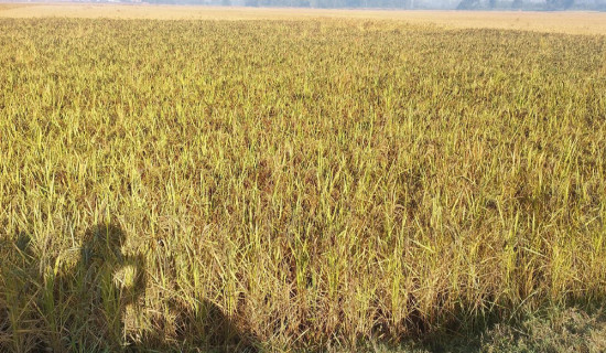 पचपन्न लाख किलोभन्दा बढी जडीबुटी निर्यात