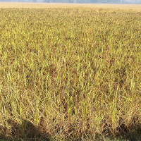 सामूहिक आलुखेतीमा आकर्षण बढ्दो