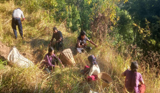 भोजपुरका किसान कोदो थन्क्याउन व्यस्त