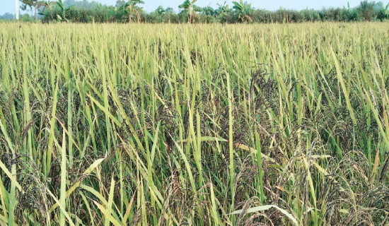 धनी र गरिबको खाडल कम गर्न करको समुचित व्यवस्थापन गर्नुपर्छ : डा. संग्रौला