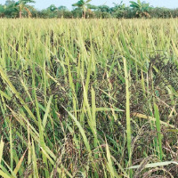 अमेरिका र थाइल्यान्डबाट बहत्तर नेपाली स्वदेश फिर्ता : अझै उनन्तिस जना अलपत्र