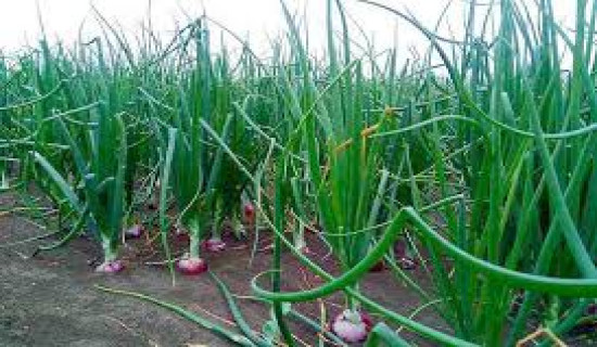 नेपाल मलेसियाविरुद्ध फिल्डिङ गर्दै