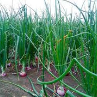 पानीको पुनर्भरण दिगो समाधान