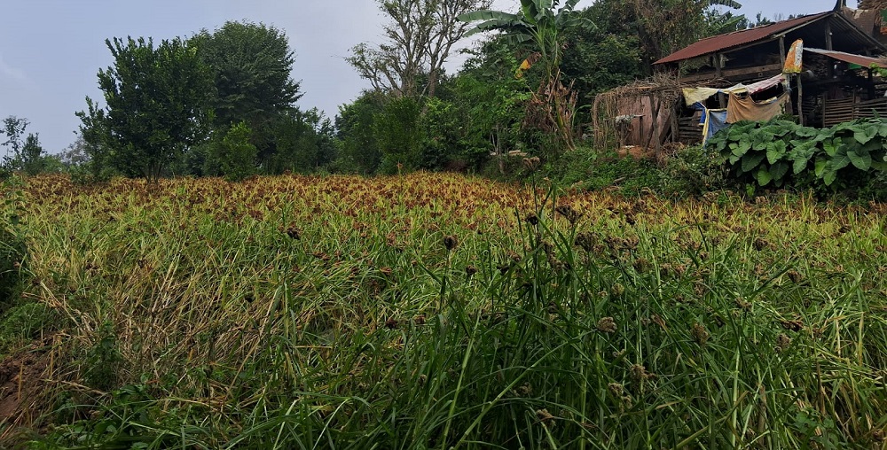 तनहुँमा कोदो उत्पादन बढाउन किसानलाई प्रोत्साहन