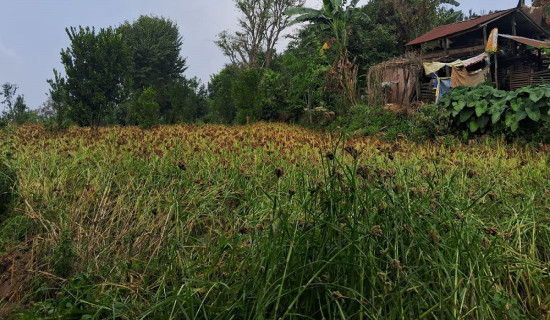 तनहुँमा कोदो उत्पादन बढाउन किसानलाई प्रोत्साहन