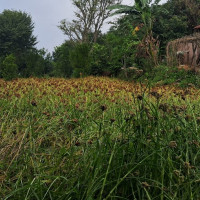 दुई लाख पुरस्कारको चक्रेश्वर भलिवलको उपाधी हरेवालाई