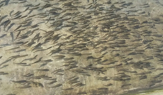 शनिश्चरे तालमा १६ हजार माछाका भुरा छोडियो