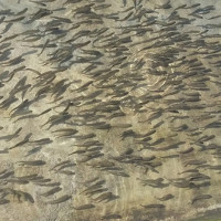 नदी नियन्त्रणका ६ वटा योजना निर्माण सुरु