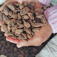 आठ लाख मतदाता थपिए