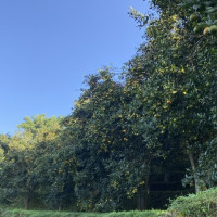 अलपत्र चिदिचौर खेलमैदानको निर्माण कार्य तीव्र