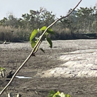 राम–सीता विवाह उत्सवको तयारी गर्दै रामपुर