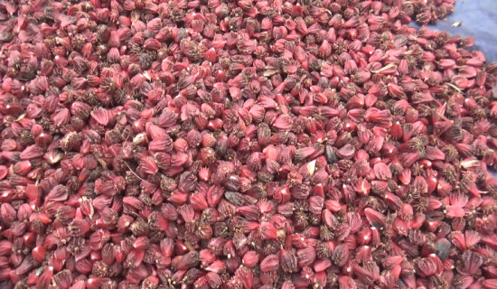 'बेंशीसहरबासीलाई चौबिसै घण्टा शुद्ध खानेपानी'