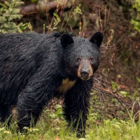 रोकिराखेको ट्याक्टरमा मोटरसाइकल ठोक्किँदा एक जनाको मृत्यु