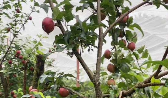 निर्वाचन प्रयोजनका लागि दलहरुले निवेदन दिने क्रम जारी