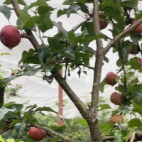 गस्तीमा गएको प्रहरीकै पेस्तोल हरायो !