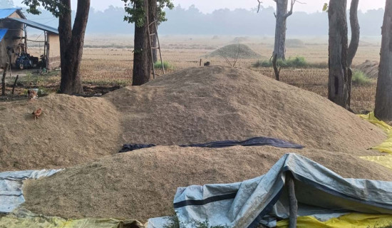 कैलालीमा सात प्रतिशतले घट्यो धान उत्पादन