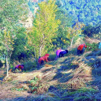 अजिरकोटमा स्याउ खेती, किसान उत्साहित