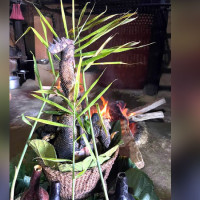 सेज पिपिपी मोडलमा सञ्चालन गरिने