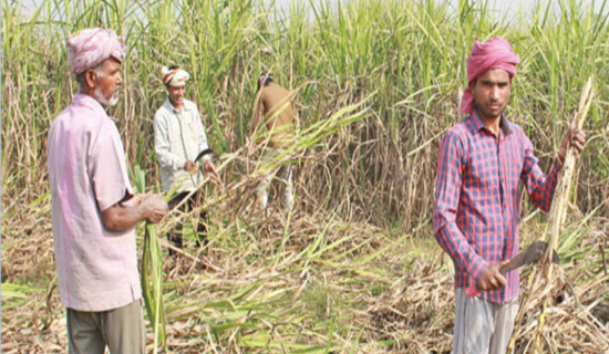 समावेशीकरणको दिशामा नयाँ फड्को : गोरखापत्रद्वारा प्रकाशित भोजपुरी  भाषा