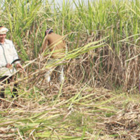 सेज पिपिपी मोडलमा सञ्चालन गरिने