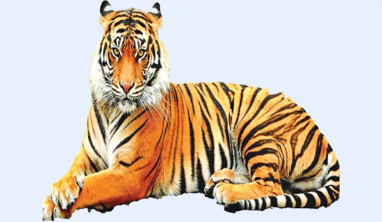 तोकियो बाघ गणनाको मिति