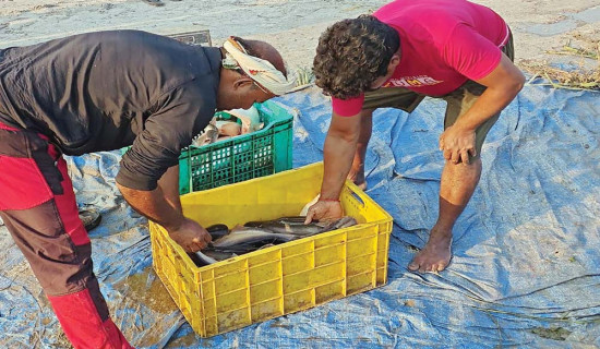 काठमाडौंको तारकेश्वरमा उच्च क्षमताको सवस्टेशन बनाउँदै प्राधिकरण