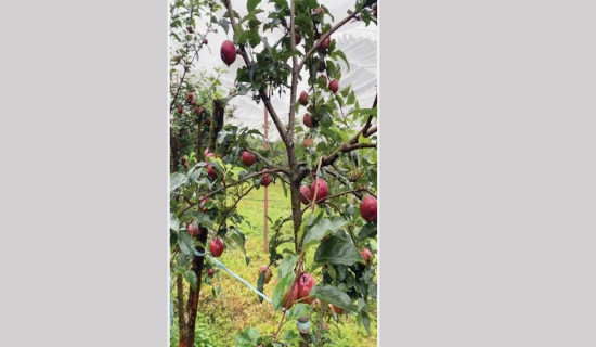 नेपालको कर प्रणालीमा गुगल दर्ता