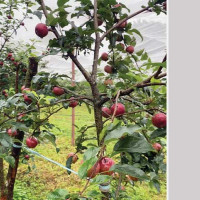 काठमाडौंको तारकेश्वरमा उच्च क्षमताको सवस्टेशन बनाउँदै प्राधिकरण