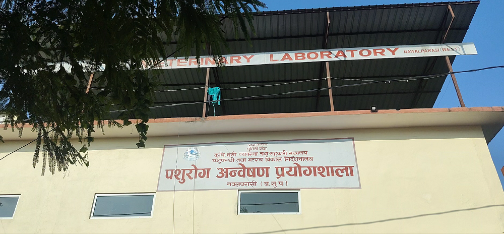 परासीमा अफ्रिकन स्वाइन फिभर पुष्टिपछि बंगुरको मासु बेच्न प्रतिबन्ध