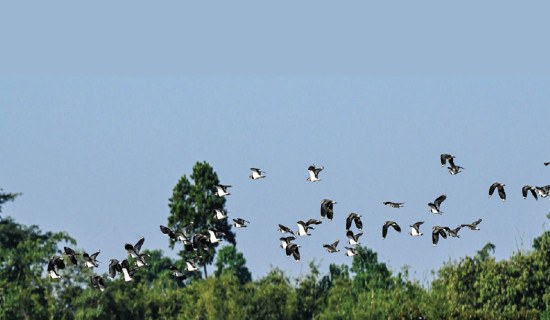 उत्तरी युरोपदेखि आइपुग्यो हुटिट्याउँको बथान