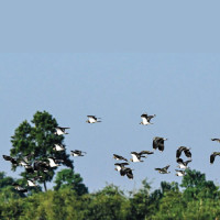 सप्तरीमा १२ हजार ६५८ जना नयाँ मतदाता थपिए