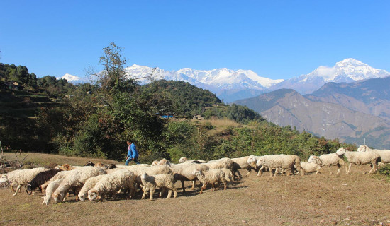इजरायलद्वारा वेस्ट ब्याङ्कबाट ५० जना प्यालेस्टिनी पक्राउ
