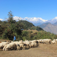 एसीसी प्रिमियर कप : मलेसियाले नेपाललाई दियो १४४ रनको चुनौती
