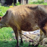 नदीमा रमाउने माझी