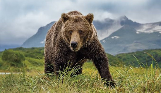 ताप्लेजुङमा भालुको आक्रमणबाट महिला घाइते