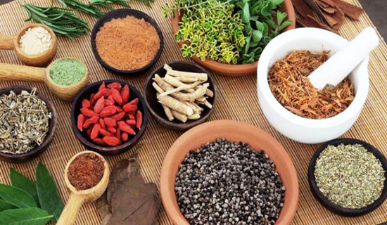 धनकुटामा आयुर्वेद उपचार पद्धती लोकप्रिय बन्दै